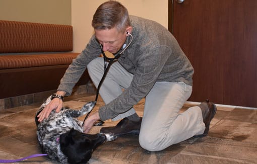 Vet listening to a dog's heart